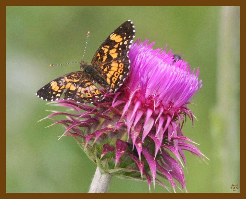 pearl crescent-5-26-12-275b.JPG