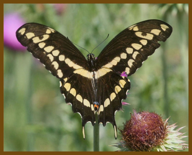 giant swallowtail-5-25-12-397b.JPG