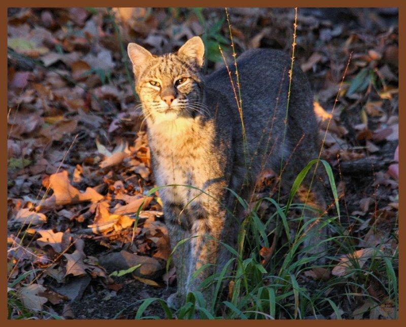 bobcat-11-10-11-068b.JPG