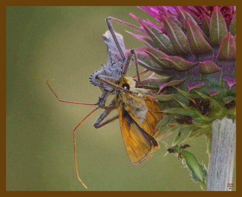 wheel bug-skipper-6-10-12-504b.JPG