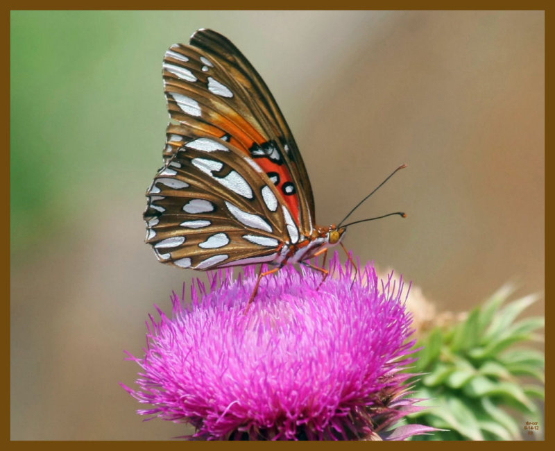 gulf fritillary-6-14-12-924b.JPG