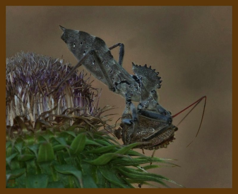 wheel bug-bug-6-13-12-549b.JPG