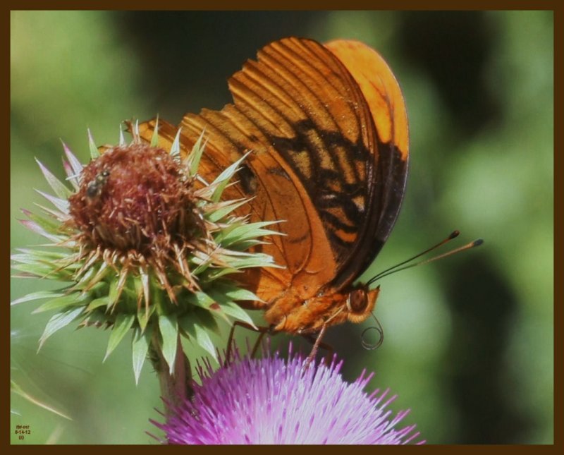 diana fritillary-6-14-12-704b.JPG