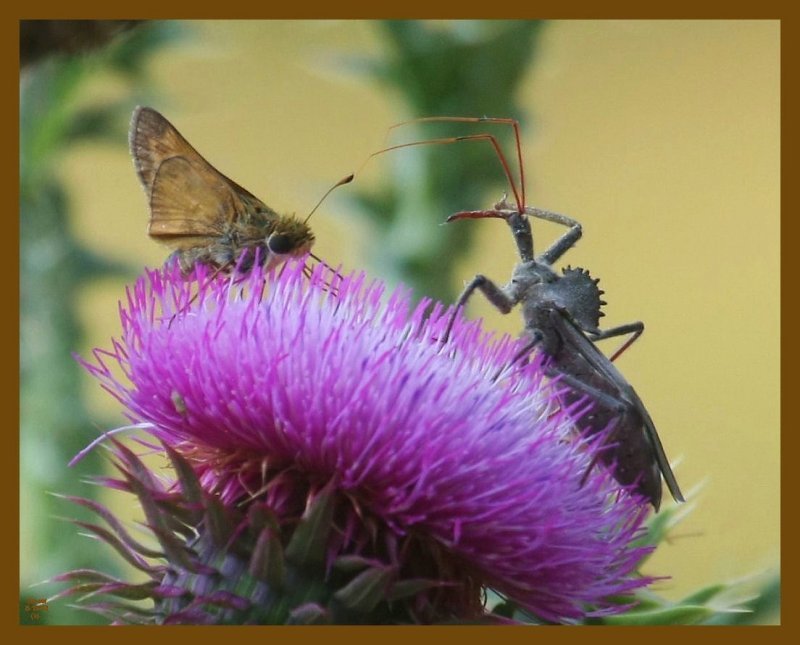 wheel bug-skipper-6-13-12-176b.JPG