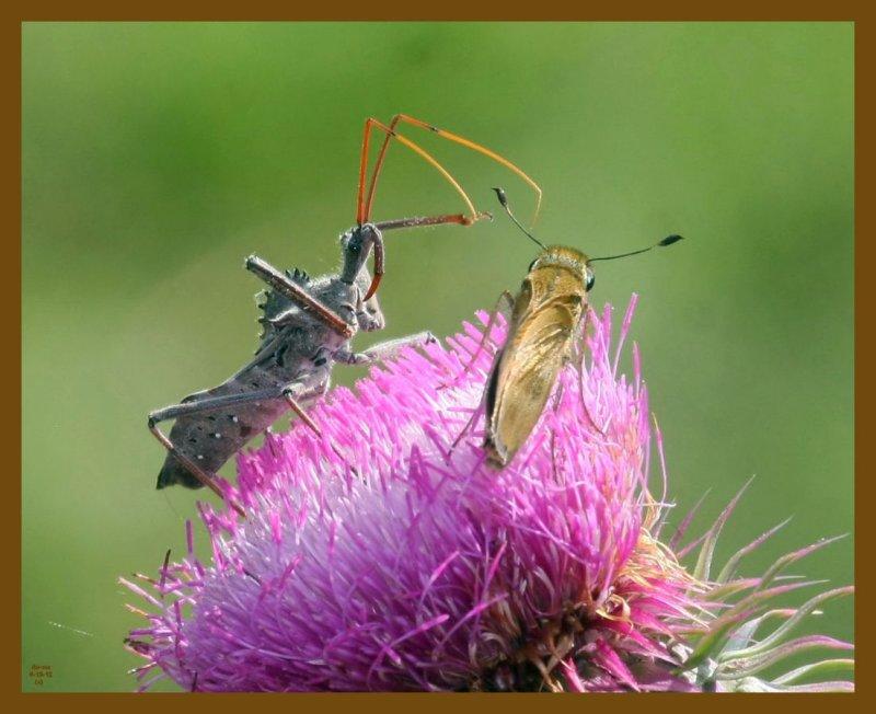 wheel bug-skipper-6-13-12-243b.JPG