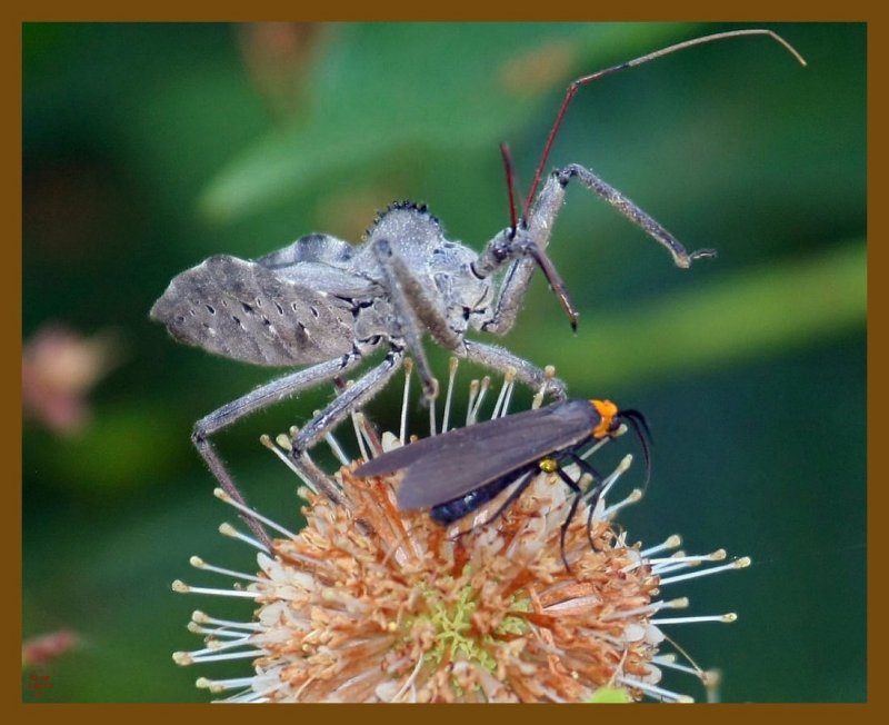wheel bug-bug-6-28-12-107b.JPG