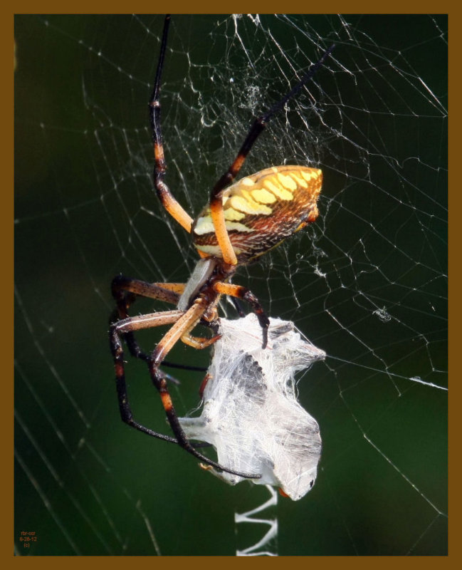 spider-wheel bug-6-28-12-168c1b.JPG