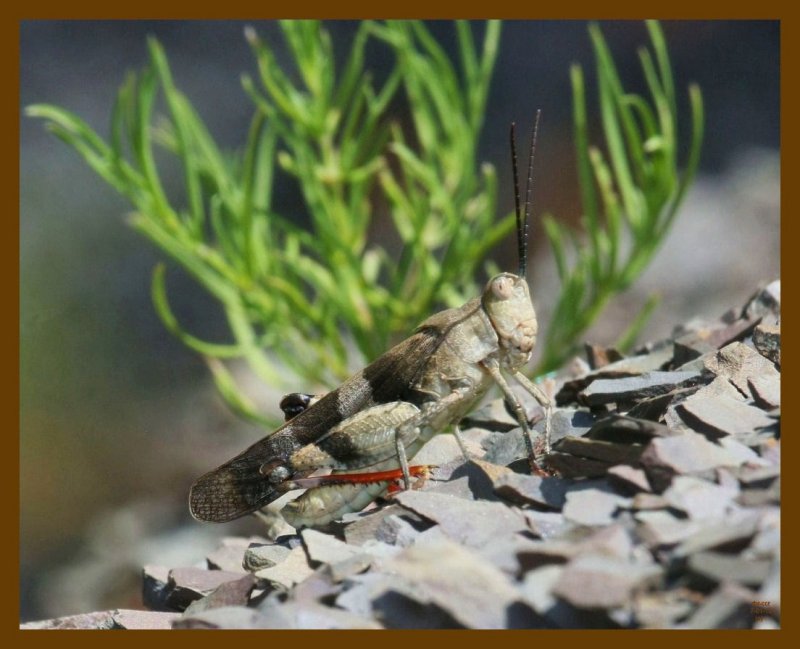 grasshopper-7-1-12-982b.JPG