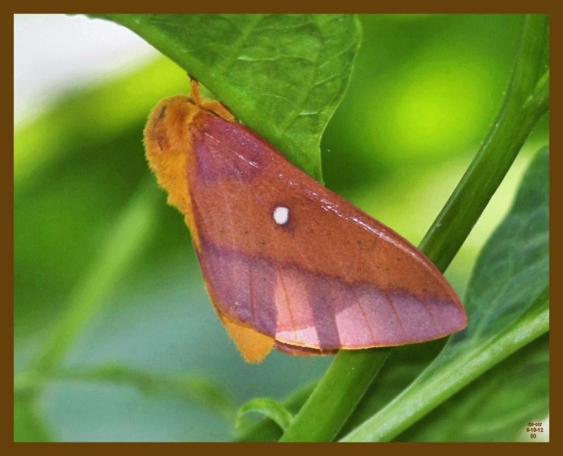pink-striped oakworm-6-10-12-708b.JPG