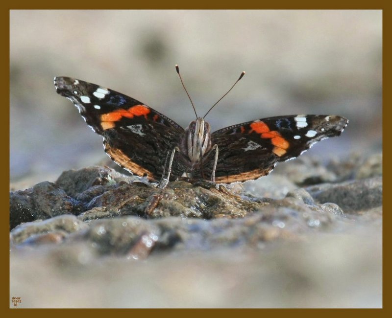 red admiral-7-16-12-733b.JPG