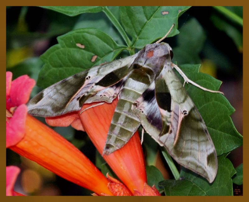 pandorus sphinx 7-20-12-201b.JPG