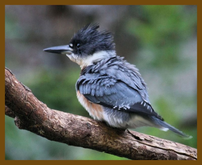 belted kingfisher-7-22-12-887b.JPG