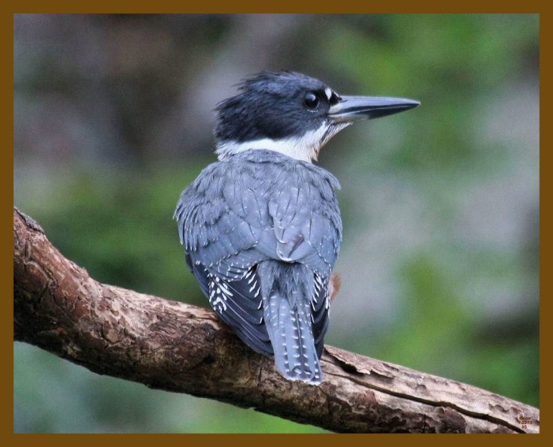 belted kingfisher-7-22-12-888b.JPG