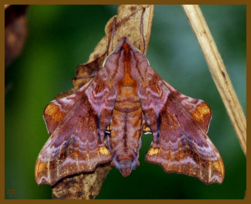 small eyed sphinx-7-11-12-708b.JPG