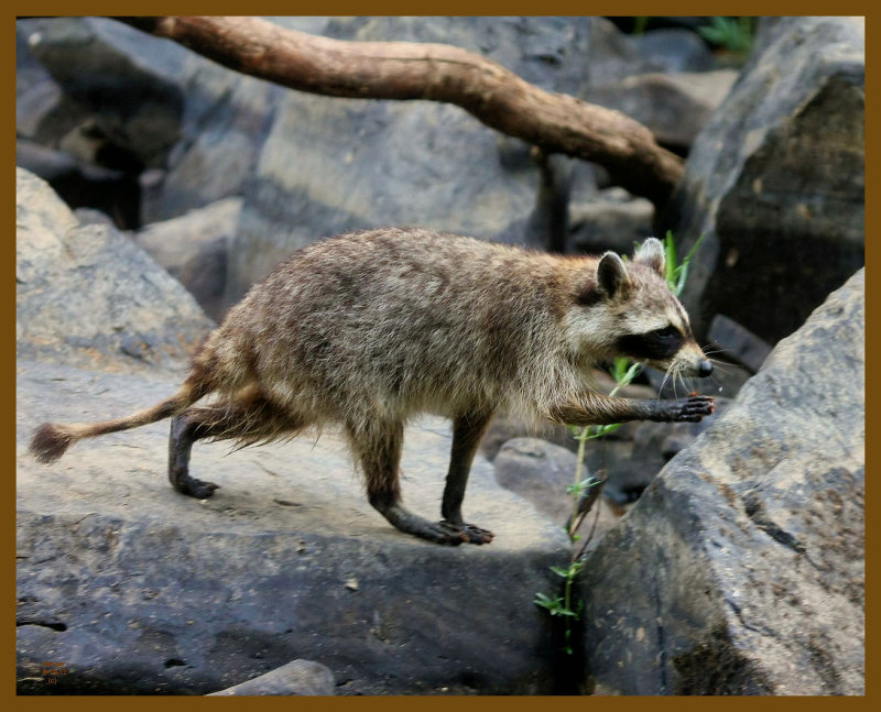 raccoon 8-10-12-785b.JPG
