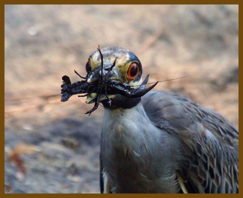 yellow crowned night heron-8-10-12-388b.JPG
