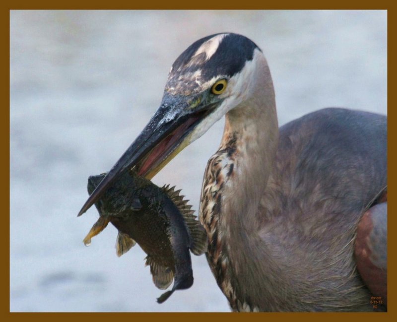 great blue heron-8-13-12-775b.JPG