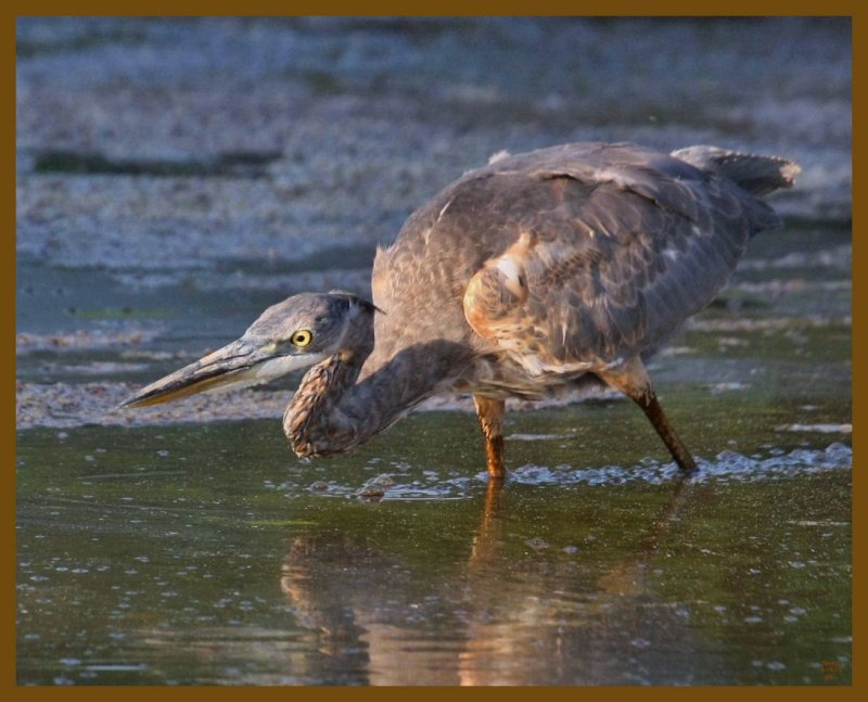great blue heron-8-14-12-864b.JPG