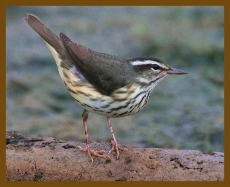 louisiana waterthrush-8-18-12-180b.JPG
