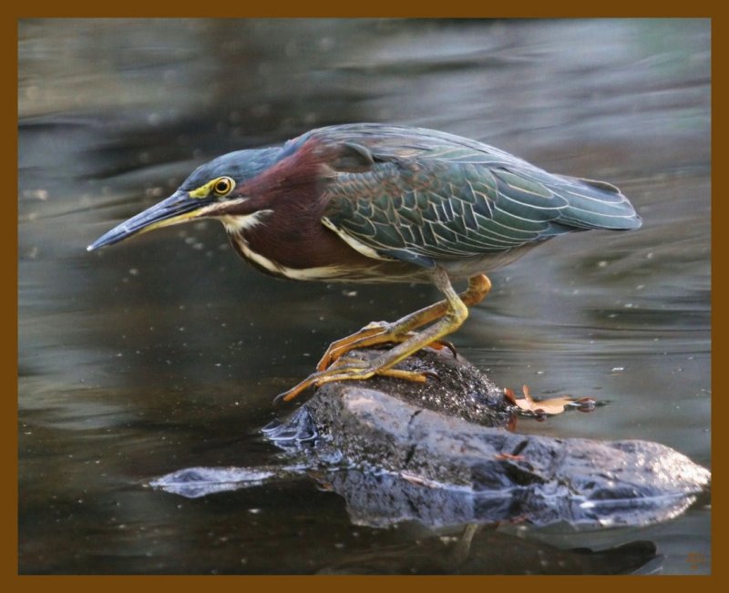 green heron-8-19-12-245b.JPG