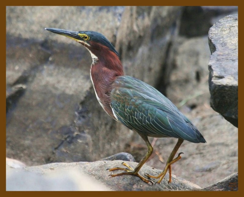green heron-8-19-12-316b.JPG