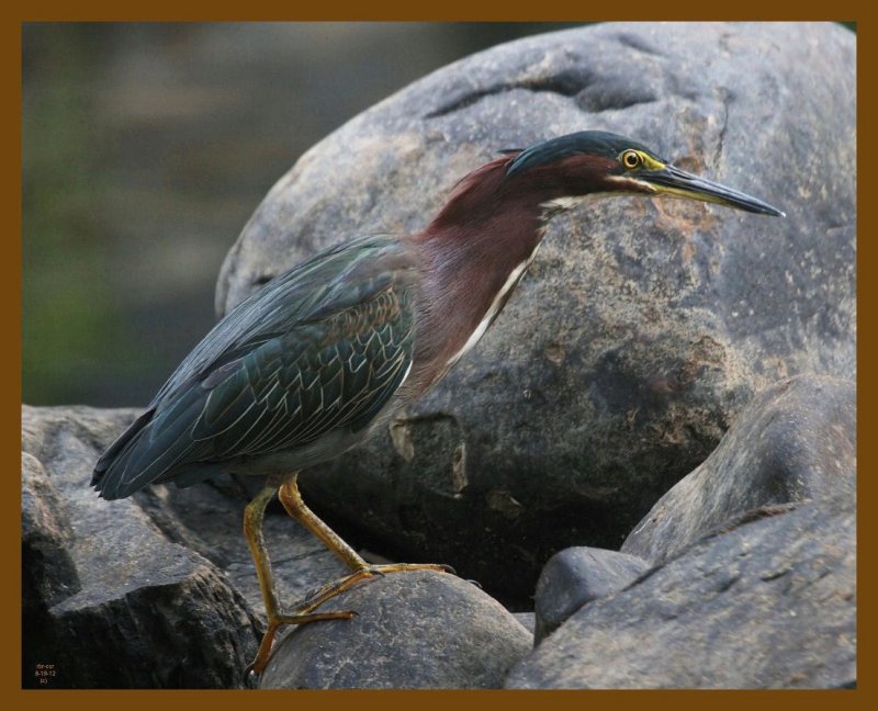green heron-8-19-12-283b.JPG