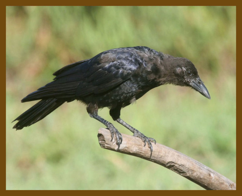american crow-8-28-12-709b.JPG