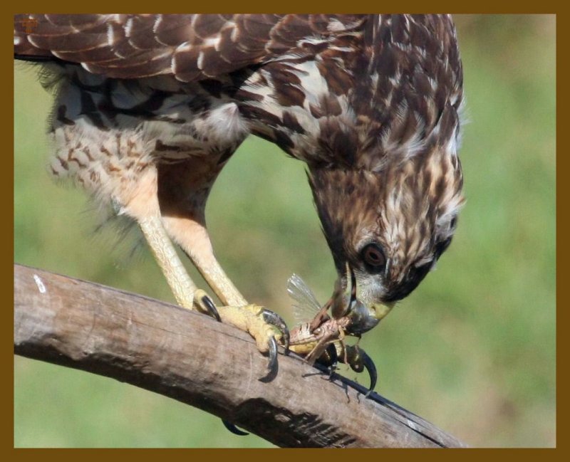 red-shouldered hawk-9-4-12-585b.JPG