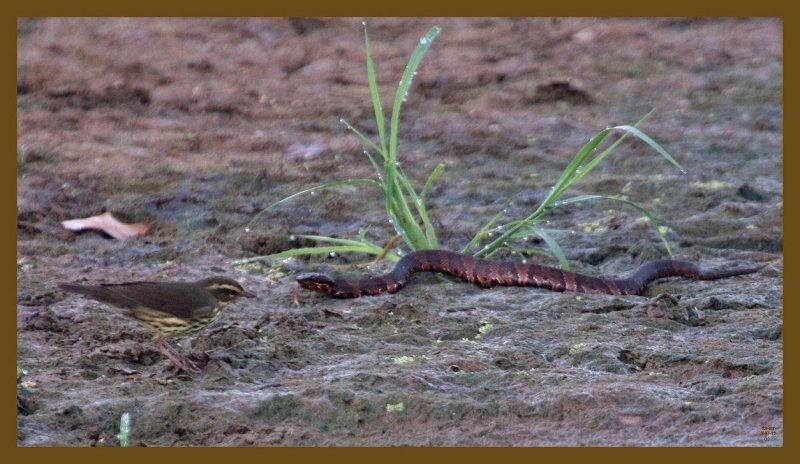 louisiana waterthrush-cottonmouth-9-7-12-076c2b.JPG