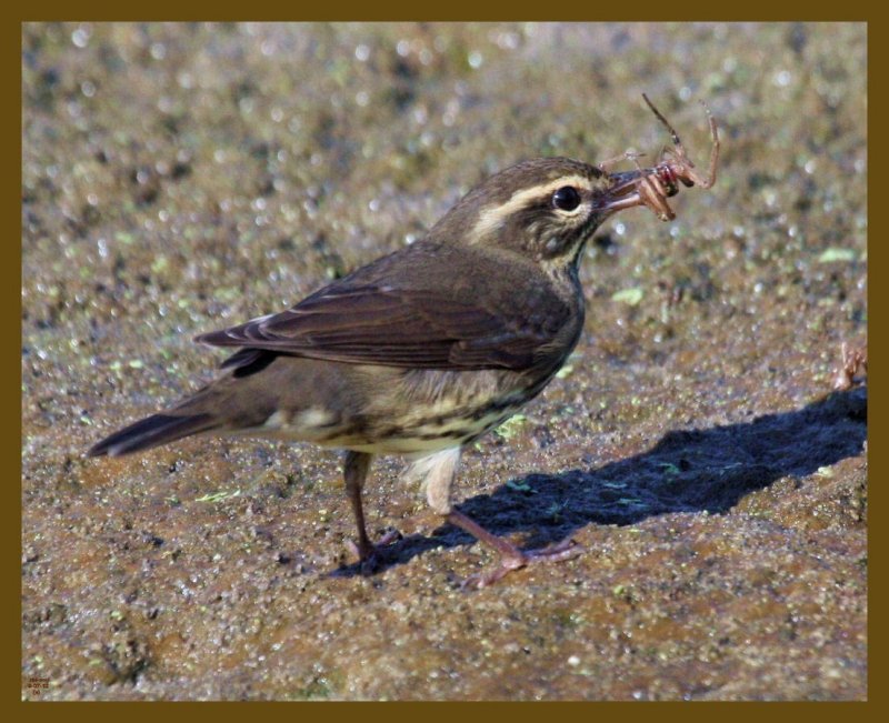 louisiana waterthrush-9-7-12-199b.JPG