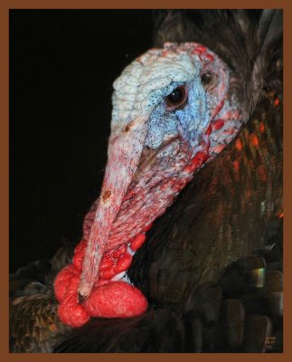 eastern wild turkey-3-3-11-999c1b.JPG