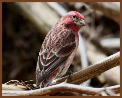 purple finch-3-21-11-153b.JPG