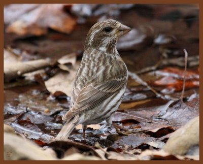 purple finch-3-21-11-144b.JPG