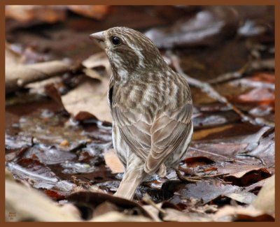 purple finch-3-21-11-145b.JPG