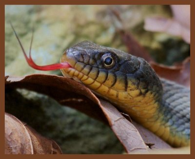 watersnake-yellow-belly-3-21-11-344b.JPG