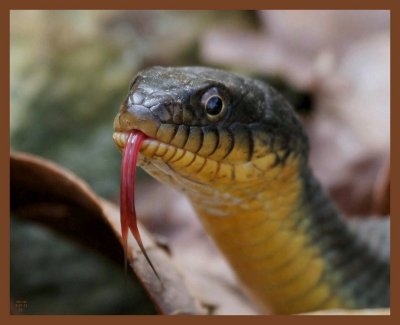 watersnake-yellow-belly-3-21-11-381b.JPG