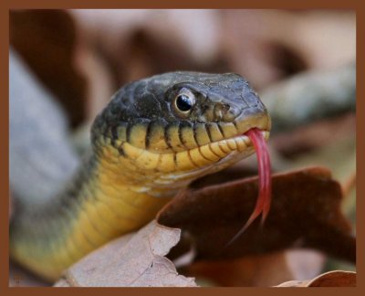 watersnake-yellow-belly-3-21-11-438b.JPG