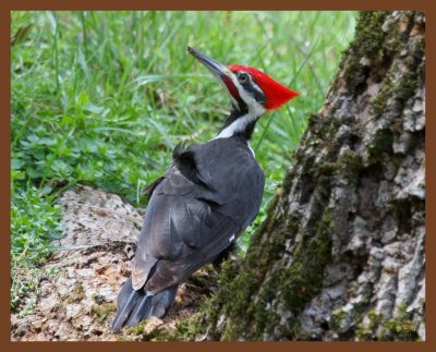 pileated woodpecker-3-21-11-212b.JPG