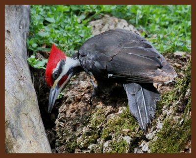 pileated woodpecker-3-21-11-249b.JPG