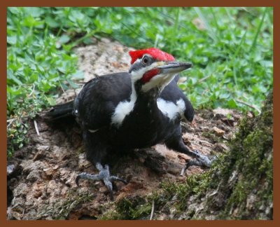 pileated woodpecker-3-21-11-273b.JPG