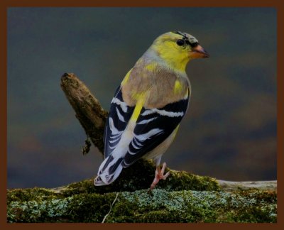 american goldfinch-3-22-11-697b.JPG