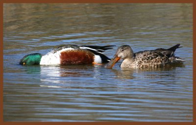 northern shoveler-3-24-11-937b.JPG