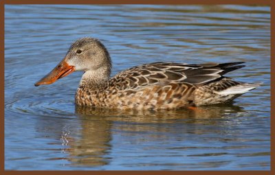 northern shoveler-3-24-11-933b.JPG