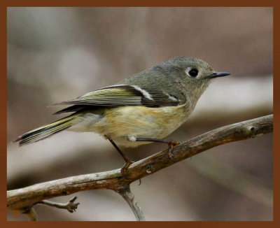 ruby-crowned kinglet-3-22-11-607b.JPG