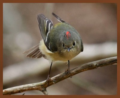 ruby-crowned kinglet-3-22-11-617b.JPG