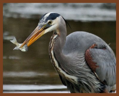 great blue heron-3-27-11-569b.JPG