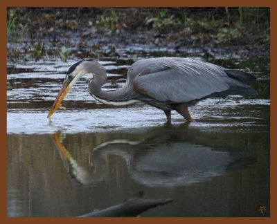 great blue heron-3-27-11-564b.JPG