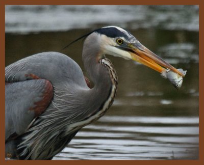 great blue heron-3-27-11-572b.JPG