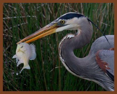 great blue heron-3-31-11-962b.JPG