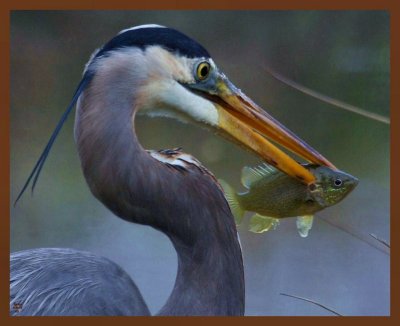 great blue heron-3-31-11-921b.JPG